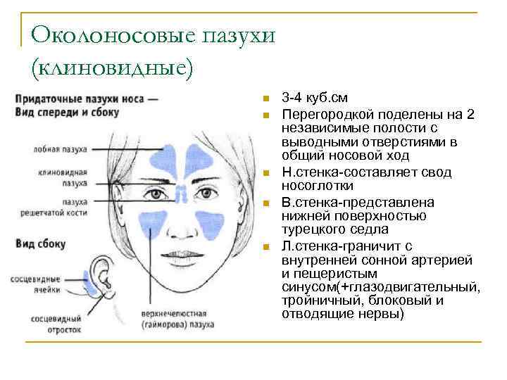 Околоносовые пазухи (клиновидные) n n n 3 -4 куб. см Перегородкой поделены на 2