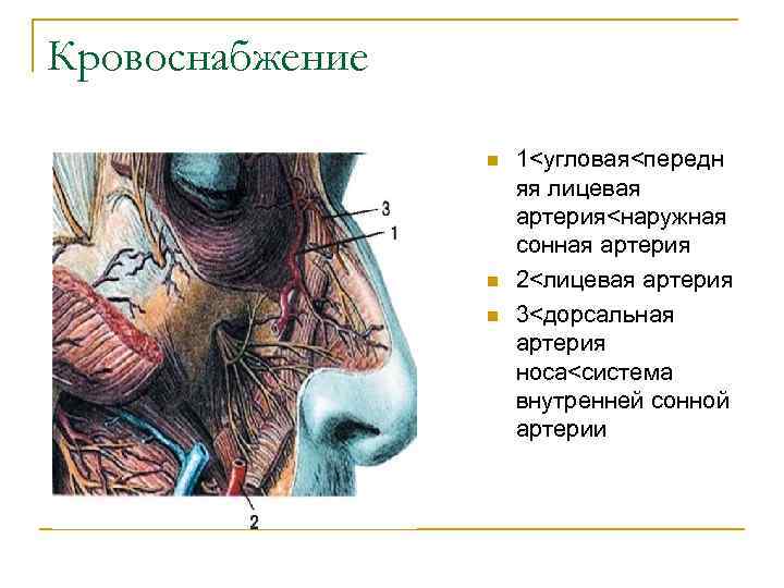 Кровоснабжение n n n 1<угловая<передн яя лицевая артерия<наружная сонная артерия 2<лицевая артерия 3<дорсальная артерия