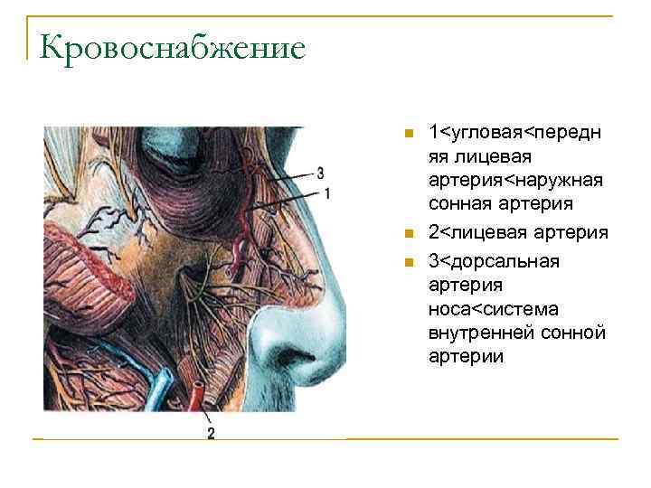 Кровоснабжение носа презентация