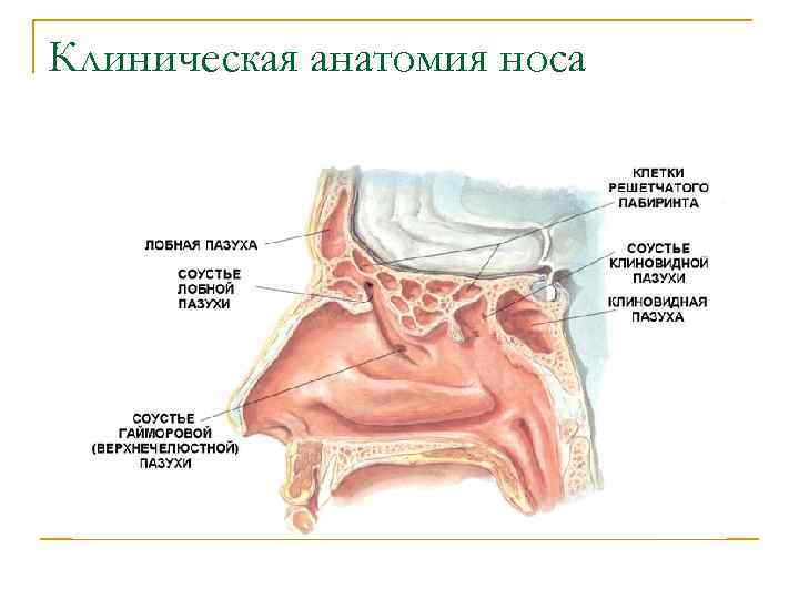 Клиническая анатомия носа 