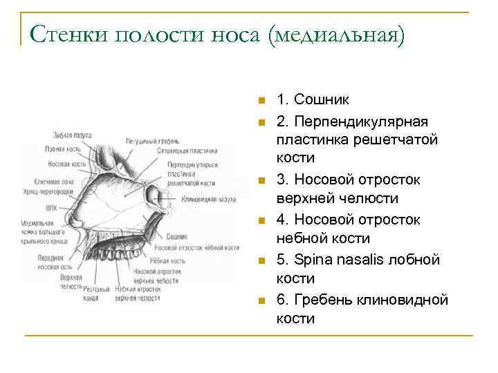 Полость носа таблица