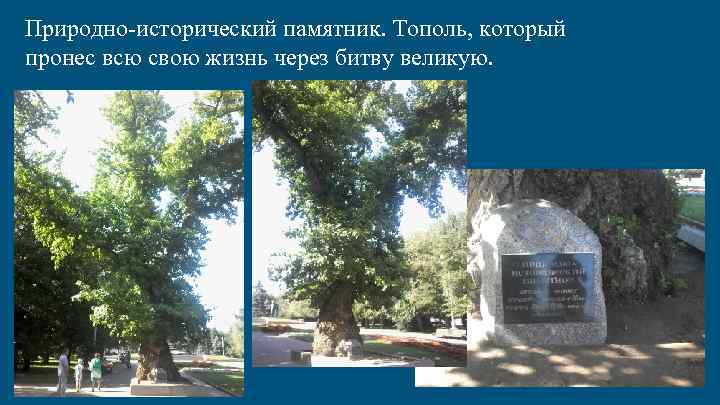 Природно-исторический памятник. Тополь, который пронес всю свою жизнь через битву великую. 