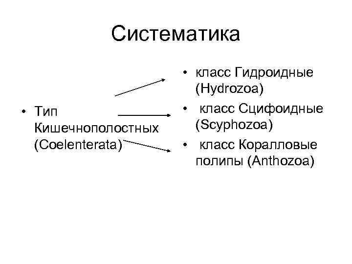 Систематика • Тип Кишечнополостных (Coelenterata) • класс Гидроидные (Hydrozoa) • класс Сцифоидные (Scyphozoa) •
