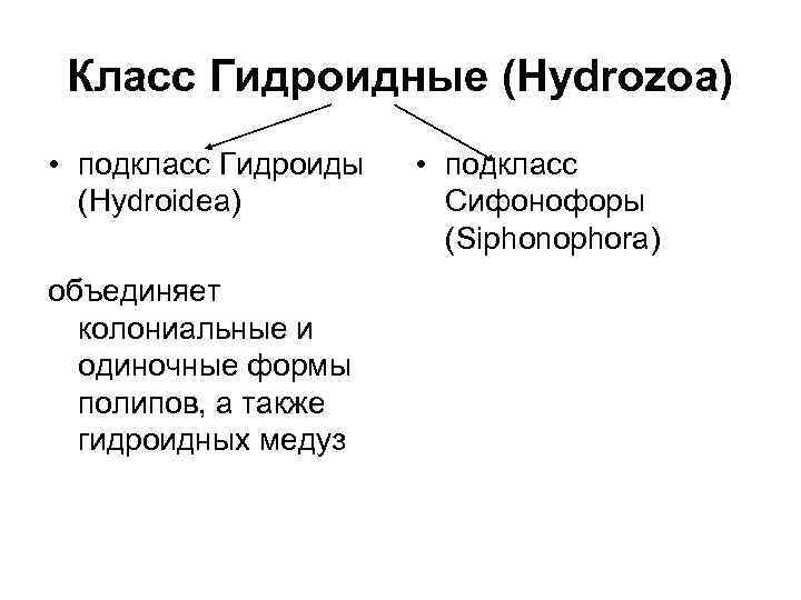 Класс Гидроидные (Hydrozoa) • подкласс Гидроиды (Hydroidea) объединяет колониальные и одиночные формы полипов, а