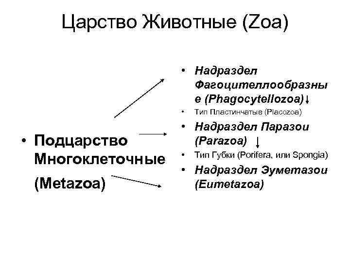 Царство Животные (Zoa) • Надраздел Фагоцителлообразны е (Phagocytellozoa) • • Подцарство Многоклеточные (Metazoa) Тип