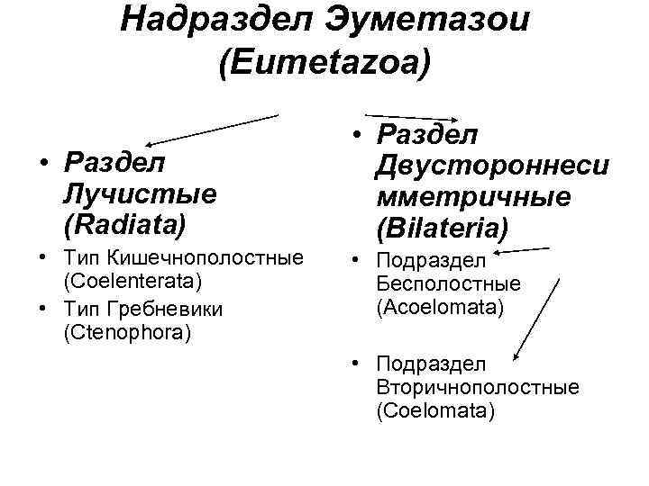 Надраздел Эуметазои (Eumetazoa) • Раздел Лучистые (Radiata) • Тип Кишечнополостные (Coelenterata) • Тип Гребневики