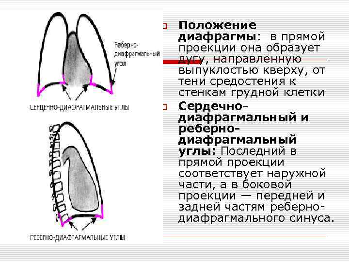 Кардиодиафрагмальный синус. Реберно диафрагмальный угол. Сердечно диафрагмальный синус. Реберно-диафрагмальный синус.