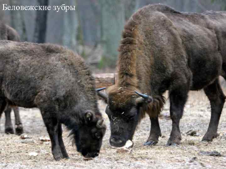 Беловежские зубры 