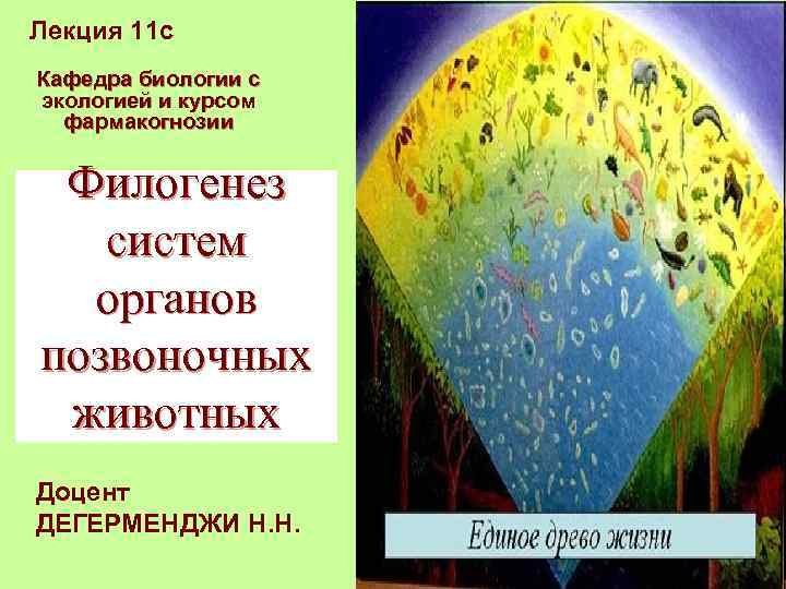 Лекция 11 с Кафедра биологии с экологией и курсом фармакогнозии Филогенез систем органов позвоночных