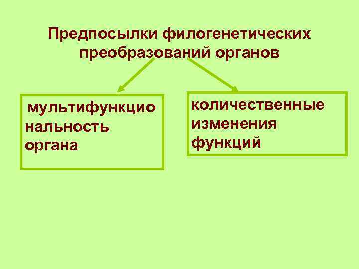 Предпосылки филогенетических преобразований органов мультифункцио нальность органа количественные изменения функций 