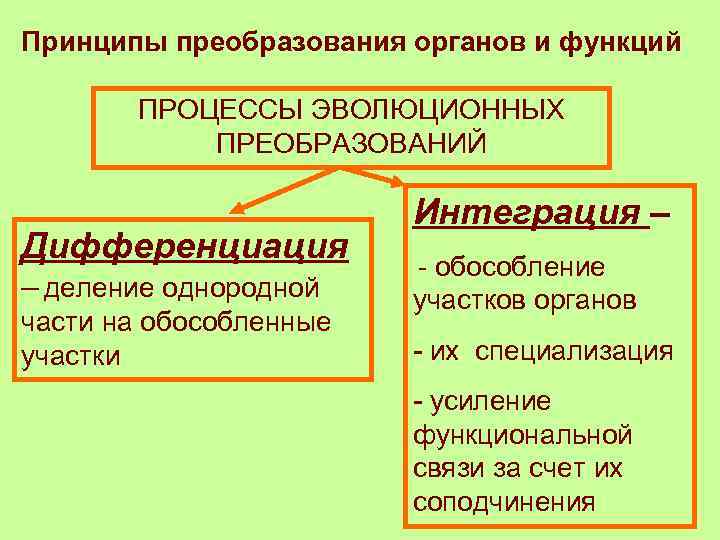 Принципы преобразования органов и функций ПРОЦЕССЫ ЭВОЛЮЦИОННЫХ ПРЕОБРАЗОВАНИЙ Дифференциация – деление однородной части на