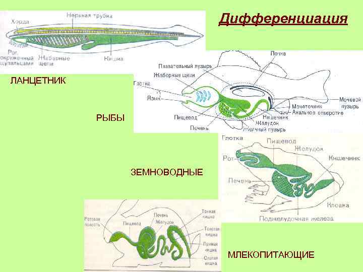 Дифференциация ЛАНЦЕТНИК РЫБЫ ЗЕМНОВОДНЫЕ МЛЕКОПИТАЮЩИЕ 