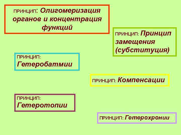 ПРИНЦИП: Олигомеризация органов и концентрация функций ПРИНЦИП: Принцип замещения (субституция) ПРИНЦИП: Гетеробатмии ПРИНЦИП: Компенсации