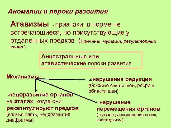 Аномалии и пороки развития Атавизмы - признаки, в норме не встречающиеся, но присутствующие у