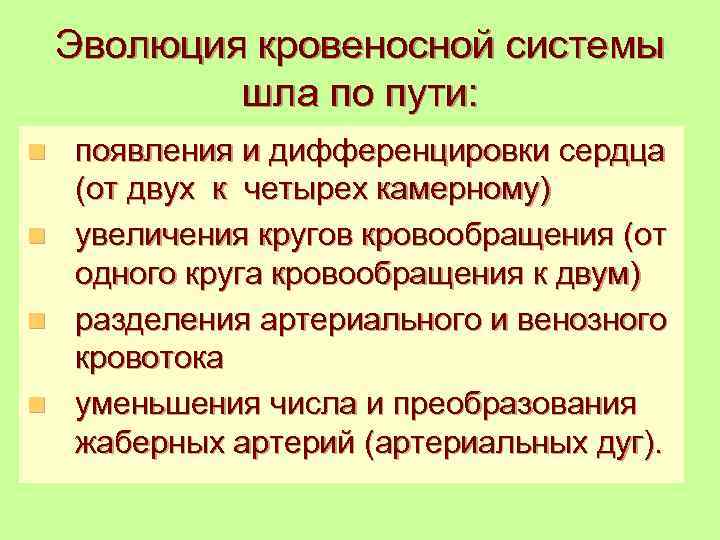 Эволюция кровеносной системы шла по пути: появления и дифференцировки сердца (от двух к четырех