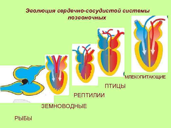 Эволюция сердечно-сосудистой системы позвоночных МЛЕКОПИТАЮЩИЕ ПТИЦЫ РЕПТИЛИИ ЗЕМНОВОДНЫЕ РЫБЫ 