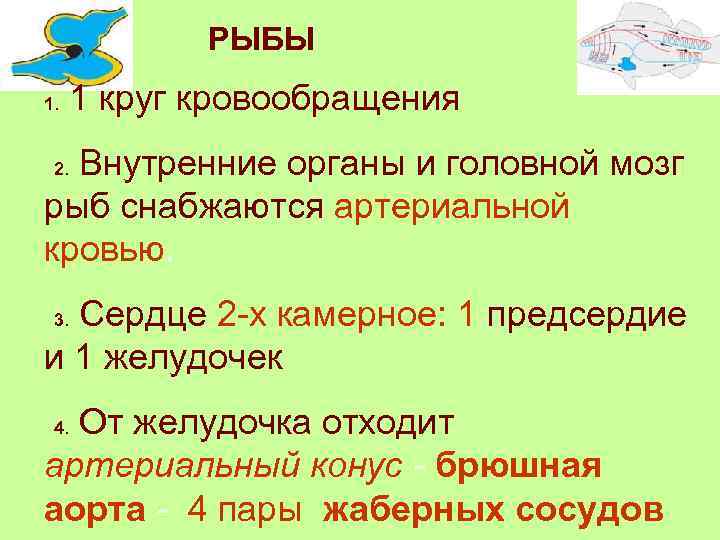 РЫБЫ 1. 1 круг кровообращения Внутренние органы и головной мозг рыб снабжаются артериальной кровью.