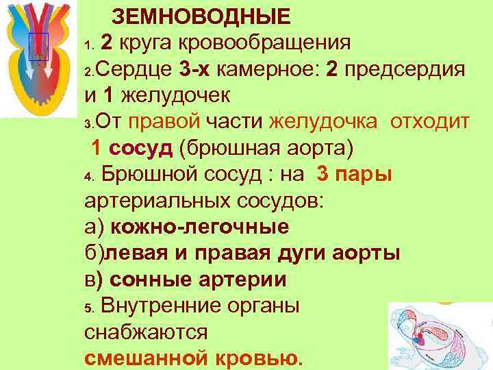 ЗЕМНОВОДНЫЕ 1. 2 круга кровообращения 2. Сердце 3 -х камерное: 2 предсердия и 1