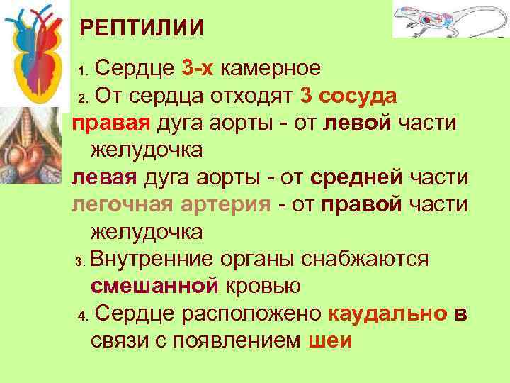 РЕПТИЛИИ Сердце 3 -х камерное 2. От сердца отходят 3 сосуда: правая дуга аорты