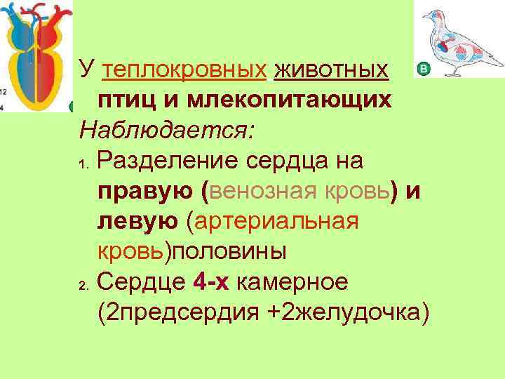 У теплокровных животных птиц и млекопитающих Наблюдается: 1. Разделение сердца на правую (венозная кровь)