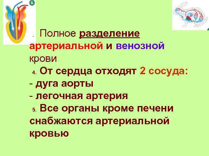  Полное разделение артериальной и венозной крови 4. От сердца отходят 2 сосуда: -