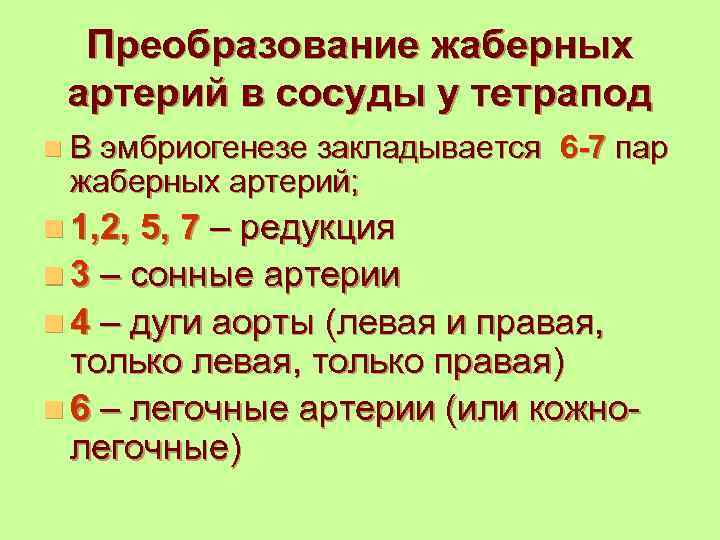 Преобразование жаберных артерий в сосуды у тетрапод n В эмбриогенезе закладывается жаберных артерий; 6