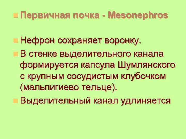 n Первичная почка - Mesonephros n Нефрон сохраняет воронку. n В стенке выделительного канала