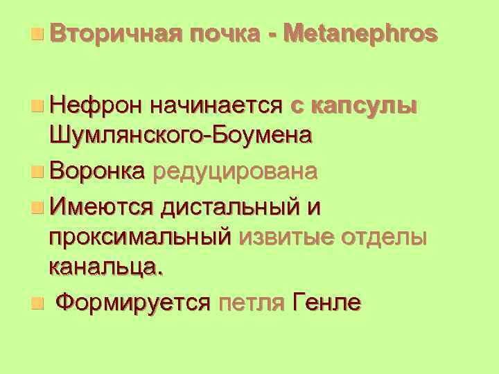 n Вторичная почка - Metanephros n Нефрон начинается с капсулы Шумлянского-Боумена n Воронка редуцирована