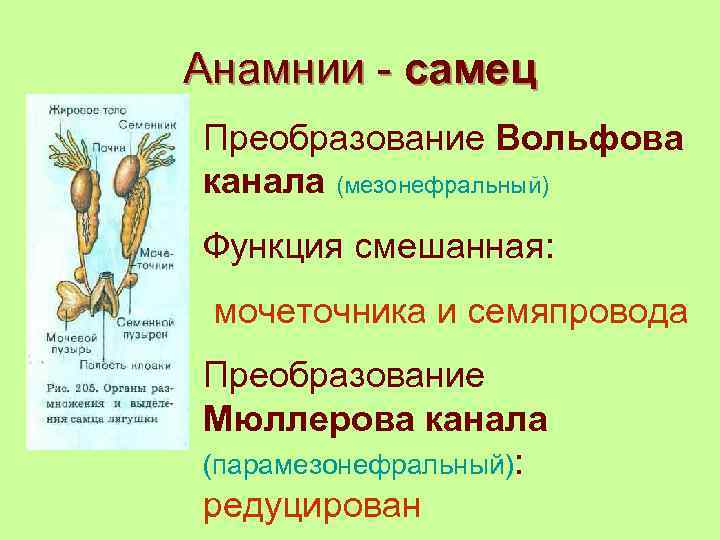 Анамнии - самец Преобразование Вольфова канала (мезонефральный) Функция смешанная: мочеточника и семяпровода Преобразование Мюллерова