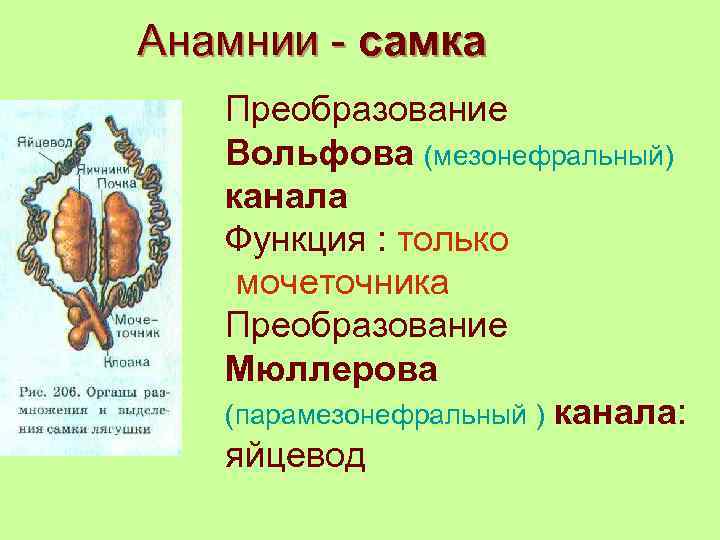 Анамнии - самка Преобразование Вольфова (мезонефральный) канала Функция : только мочеточника Преобразование Мюллерова (парамезонефральный