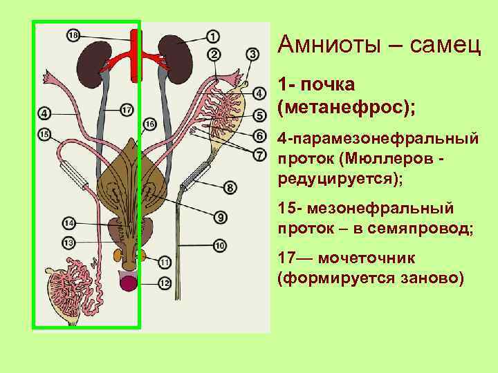 Амниоты – самец 1 - почка (метанефрос); 4 -парамезонефральный проток (Мюллеров - редуцируется); 15