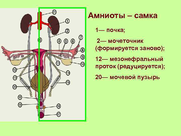 Амниоты – самка 1— почка; 2— мочеточник (формируется заново); 12— мезонефральный проток (редуцируется); 20—