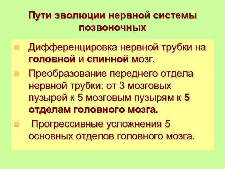 Пути эволюции нервной системы позвоночных Дифференцировка нервной трубки на головной и спинной мозг. n