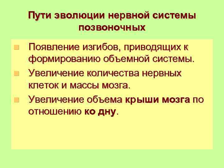 Пути эволюции нервной системы позвоночных Появление изгибов, приводящих к формированию объемной системы. n Увеличение