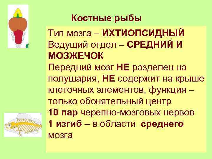 Костные рыбы Тип мозга – ИХТИОПСИДНЫЙ Ведущий отдел – СРЕДНИЙ И МОЗЖЕЧОК Передний мозг