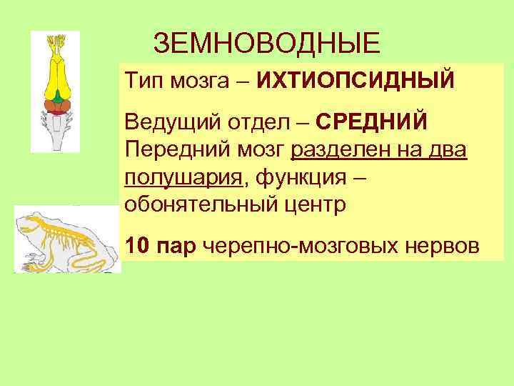 ЗЕМНОВОДНЫЕ Тип мозга – ИХТИОПСИДНЫЙ Ведущий отдел – СРЕДНИЙ Передний мозг разделен на два