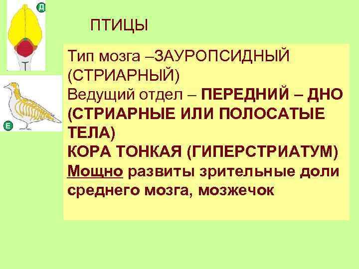 ПТИЦЫ Тип мозга –ЗАУРОПСИДНЫЙ (СТРИАРНЫЙ) Ведущий отдел – ПЕРЕДНИЙ – ДНО (СТРИАРНЫЕ ИЛИ ПОЛОСАТЫЕ