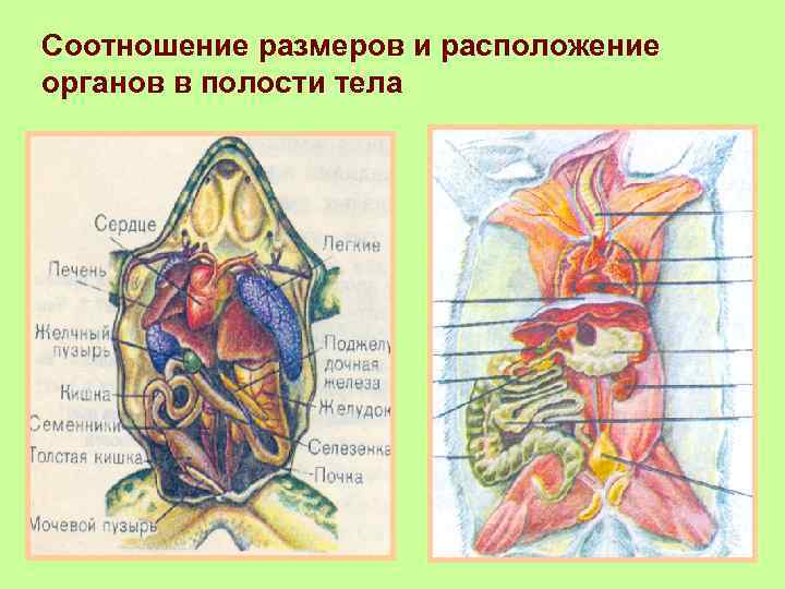 Соотношение размеров и расположение органов в полости тела 