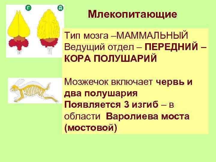 Типы мозга