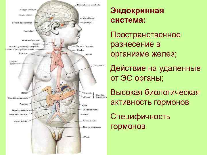 Эндокринная система: Пространственное разнесение в организме желез; Действие на удаленные от ЭС органы; Высокая