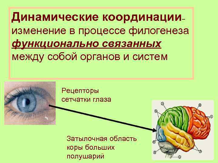Динамические координации– изменение в процессе филогенеза функционально связанных между собой органов и систем Рецепторы
