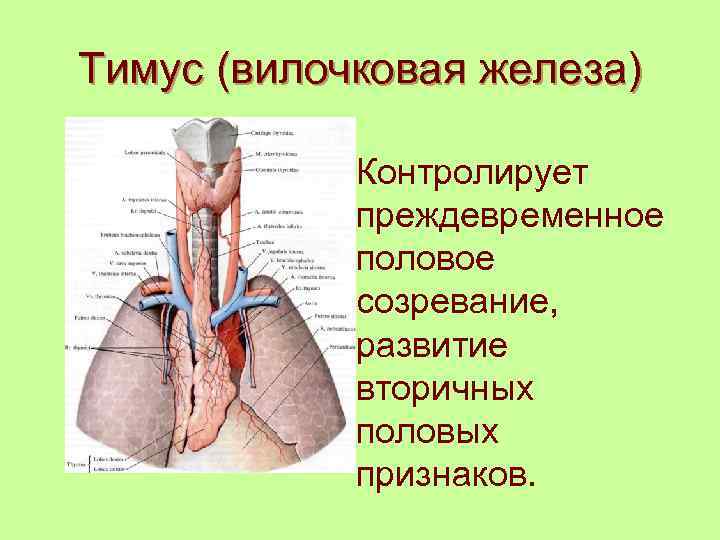 Тимус (вилочковая железа) Контролирует преждевременное половое созревание, развитие вторичных половых признаков. 