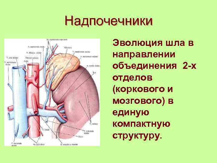 Надпочечники Эволюция шла в направлении объединения 2 -х отделов (коркового и мозгового) в единую