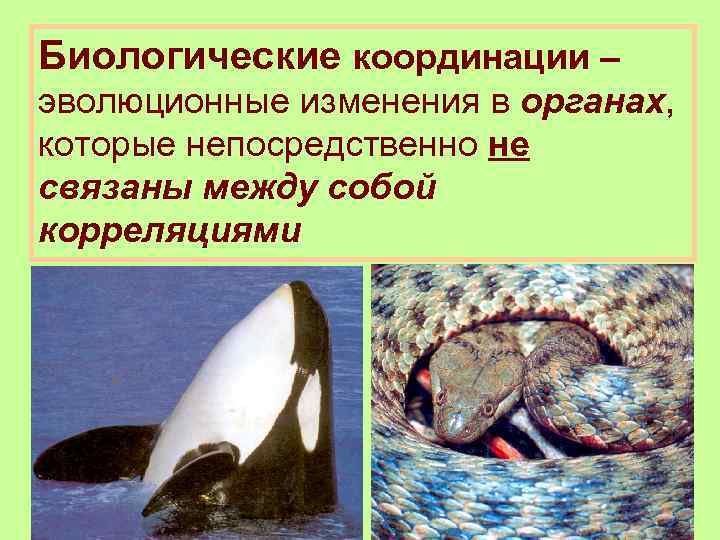 Биологические координации – эволюционные изменения в органах, которые непосредственно не связаны между собой корреляциями