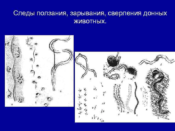 Следы ползания, зарывания, сверления донных животных. 