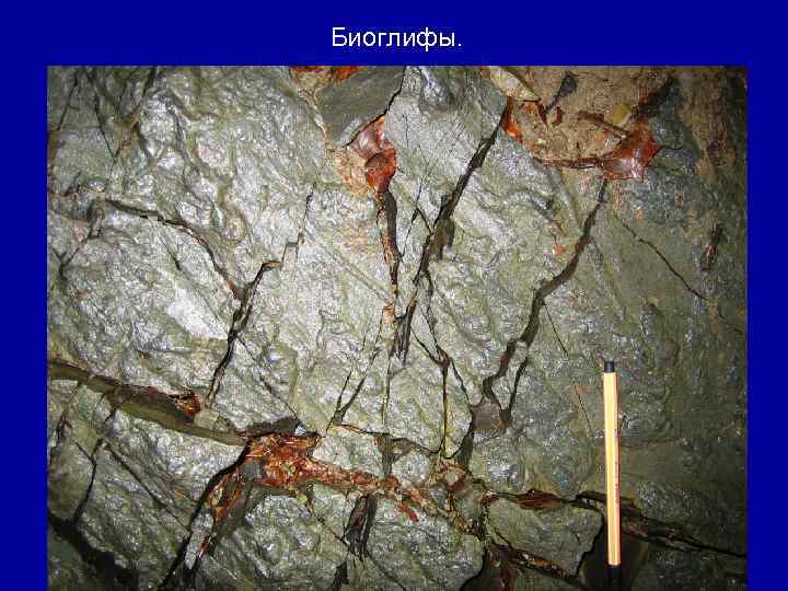 Биоглифы. 