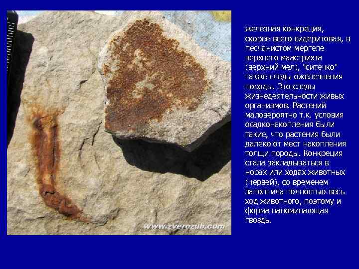 железная конкреция, скорее всего сидеритовая, в песчанистом мергеле верхнего маастрихта (верхний мел), 