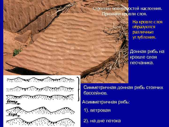 Строение поверхности. Строение поверхности наслоения. Знаки ряби на поверхности осадочных пород. Геологическая деятельность волн. Клиновидная слоистость.