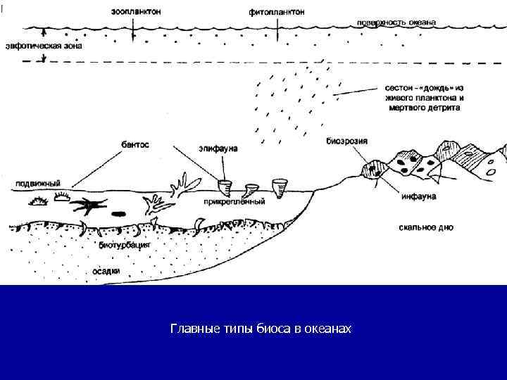 Главные типы биоса в океанах 
