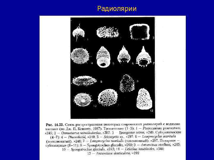 Радиолярии 